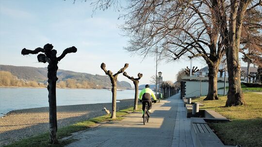 Der Rhein-Radweg zwischen Sinzig und Bad Breisig Der Rhein-Radweg zwischen Sinzig und Bad Breisig