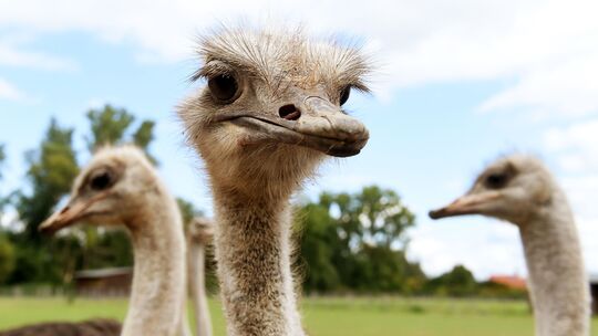 Die Straußenfarm oberhalb von Remagen ist ein beliebter Ausflugsort zu Ostern. Die Straußenfarm oberhalb von Remagen ist ein beliebter Ausflugsort zu Ostern.