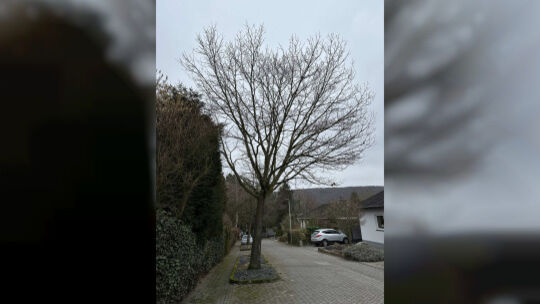 In Nierendorf gibt es einige Bäume in den Straßen, die sichtbar zu groß werden und potenziell Schäden verursachen können. In Nierendorf gibt es einige Bäume in den Straßen, die sichtbar zu groß werden und potenziell Schäden verursachen können.
