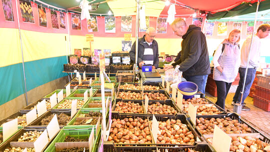 Der Bad Breisiger Zwiebelsmarkt verdankt seinen Namen unter anderem der Zwiebel, die wie hier im Mittelpunkt des Markttreibens s Der Bad Breisiger Zwiebelsmarkt verdankt seinen Namen unter anderem der Zwiebel, die wie hier im Mittelpunkt des Markttreibens s