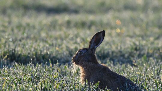 Feldhase Feldhase