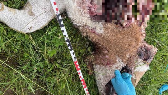 Der Kadaver des tot aufgefundenen, nahezu völlig aufgefressenen Kalbes wurde an Ort und Stelle untersucht. DNA-Proben sollen nun Der Kadaver des tot aufgefundenen, nahezu völlig aufgefressenen Kalbes wurde an Ort und Stelle untersucht. DNA-Proben sollen nun