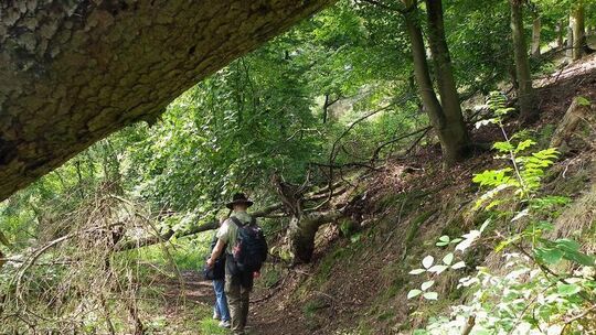 Wanderer auf Forstwegen im Nationalpark