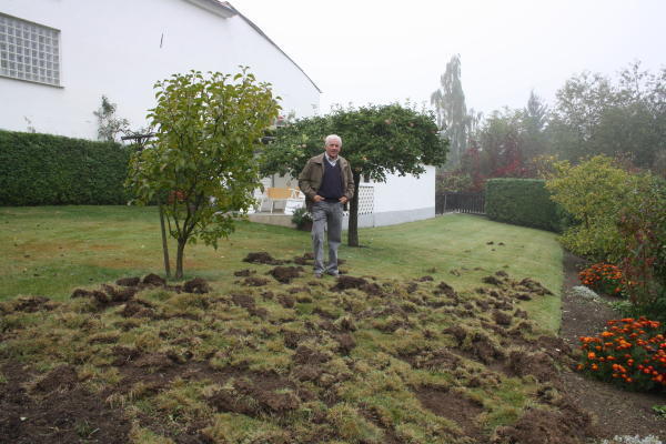 Saffig Wildschweine Wuhlen Nach Wurmern Archiv Rhein Zeitung