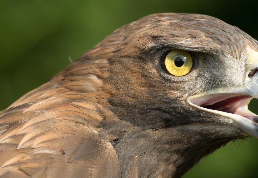 Steinadler ist wieder in der Voliere: Greifvogel fast eine ...