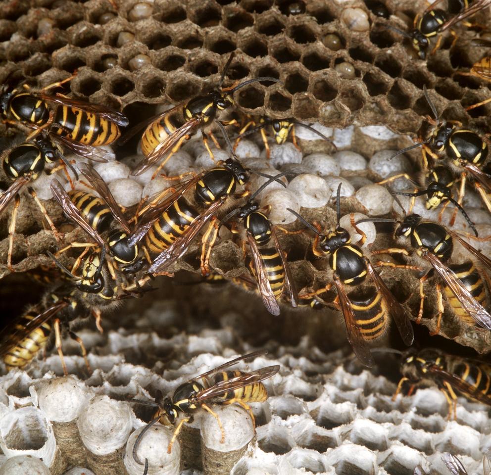 wespennest entfernen koblenz aufgetaucht