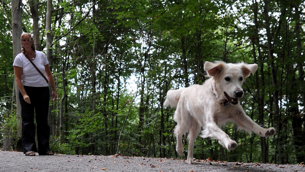 Gericht Spaziergänger dürfen freilaufende Hunde abwehren Region