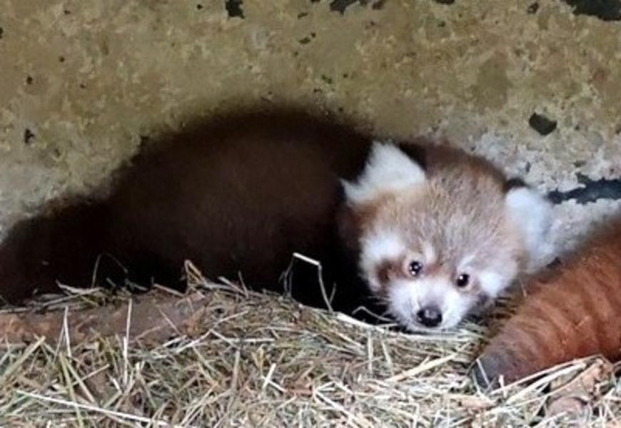 Premiere Im Zoo Neuwied: Rote Pandas Erstmals Mit Nachwuchs - Kreis ...