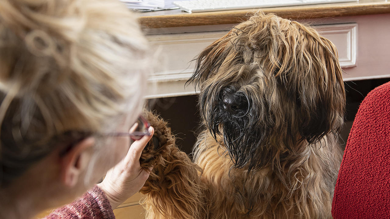 CoronaZeit belastet auch die Haustiere „Kopfarbeit“ hilft Hund und