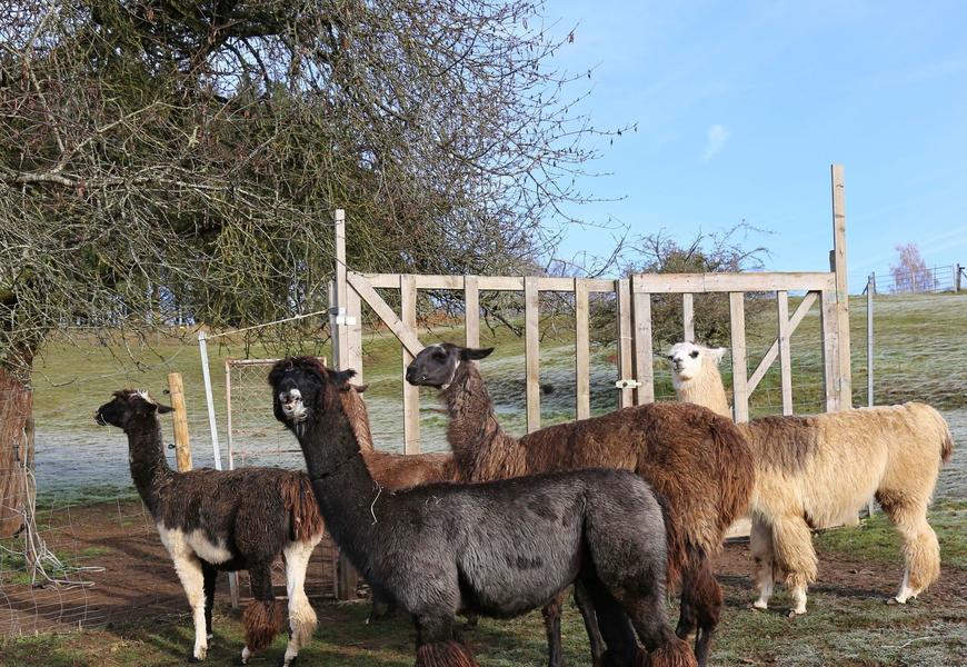 Toptipp Winterwandern mit Lamas in der Eifel Freizeit Rhein