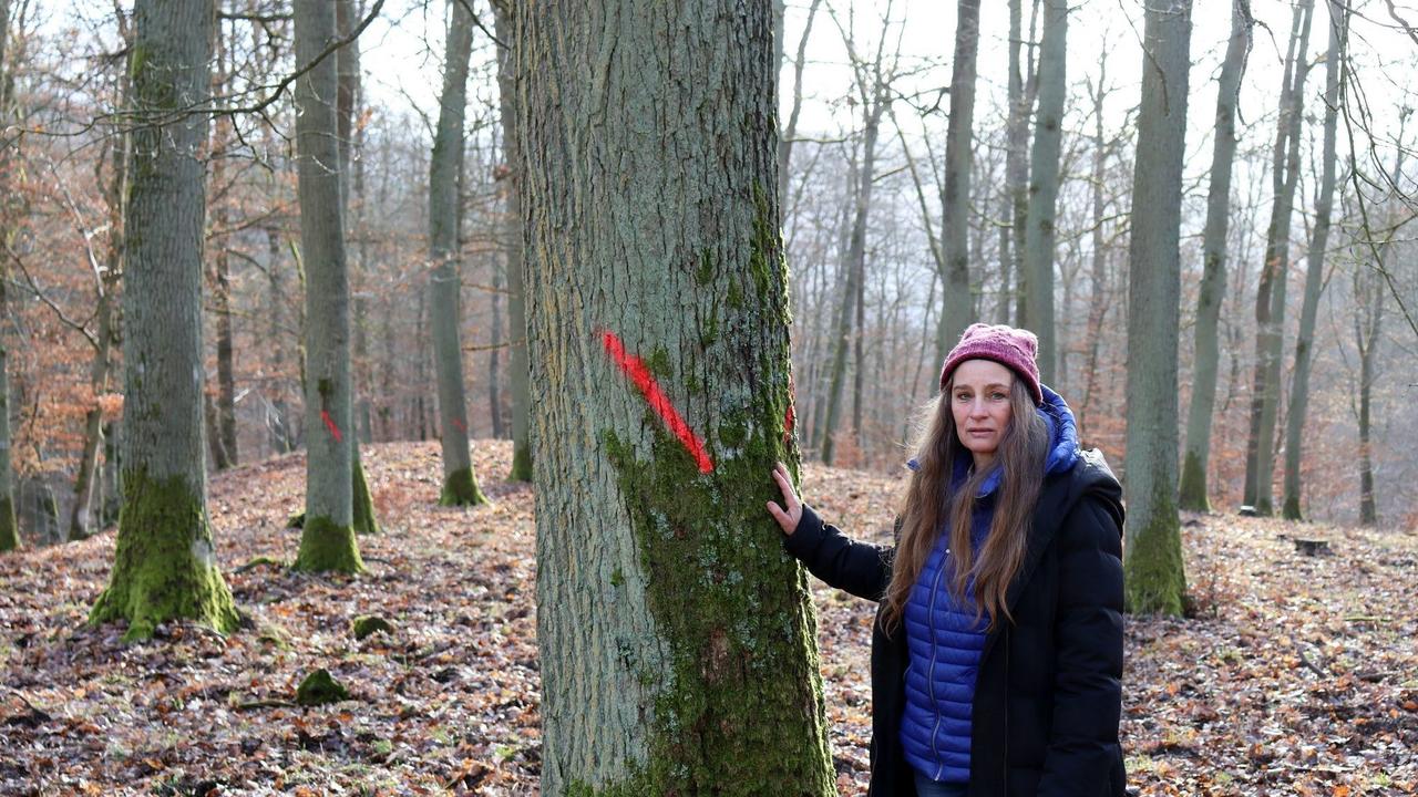 Alte Eichen Werden Zum Zankapfel Anwohnerin Protestiert Gegen Fällungen In Ranseler Gemarkung 