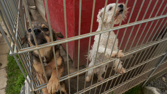 Hunde im Tierheim