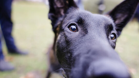 Drogenspürhunde