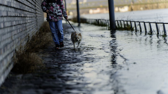 Hochwasser in Mainz