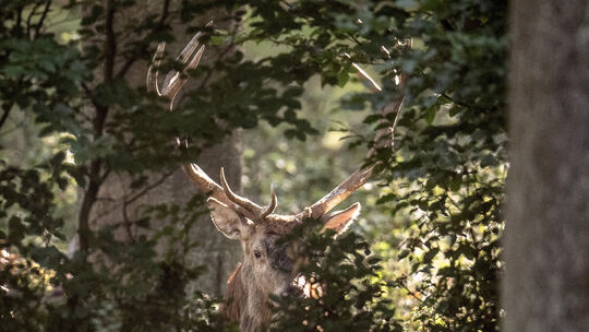 Hirsch im Unterholz