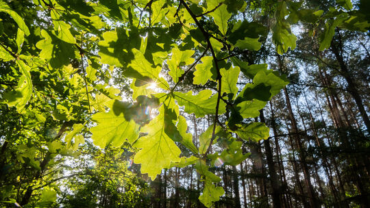 Nationaler Waldgipfel