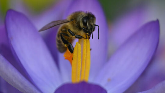 Bienen sind schon unterwegs