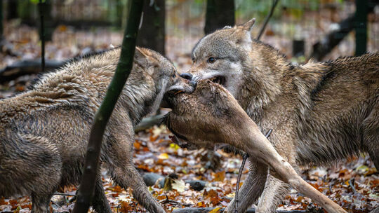 Wolfcenter Dörverden