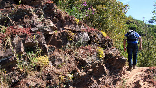 Wandern und Wein: Der Calmont-Klettersteig an der Mosel