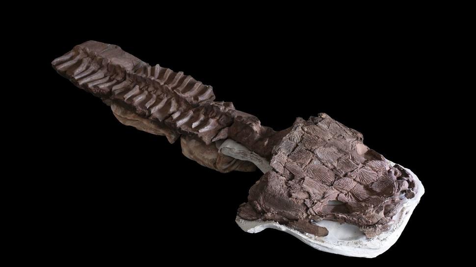 Sumpf-Kreatur aus der Urzeit entdeckt
