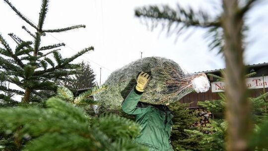 Weihnachtsbaumverkauf