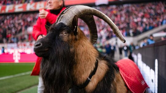 1. FC Köln - FC Schalke 04