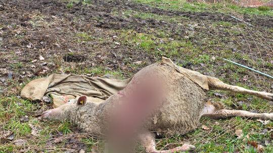 Insgesamt fünf Schafe wurden in Löllbach tot aufgefunden. Insgesamt fünf Schafe wurden in Löllbach tot aufgefunden.