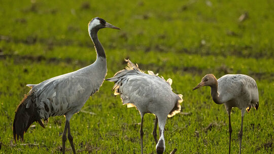 Die Vogelgrippe ist nach wie vor ein Thema - auch jetzt, wenn es die Kraniche wieder in ihre nördlichen Brutgebiete zieht. Zu T Die Vogelgrippe ist nach wie vor ein Thema - auch jetzt, wenn es die Kraniche wieder in ihre nördlichen Brutgebiete zieht. Zu T