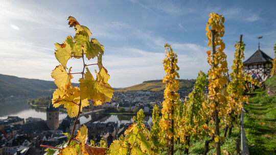 Der Weinbau kriselt, auch an der Mosel. Viele Flächen liegen bereits brach. Was könnte alternativ auf ihnen angebaut werden? Der Weinbau kriselt, auch an der Mosel. Viele Flächen liegen bereits brach. Was könnte alternativ auf ihnen angebaut werden?