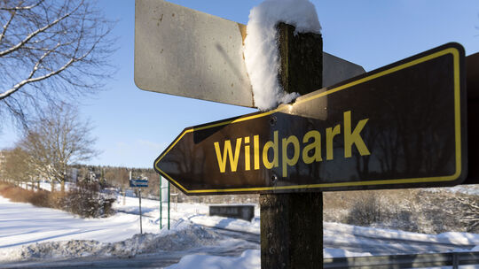 Unter den Verantwortlichen des Wildparks Bad Marienberg geht die Sorge um, dass ein Wolf tierische Bewohner des Parks reißen kön Unter den Verantwortlichen des Wildparks Bad Marienberg geht die Sorge um, dass ein Wolf tierische Bewohner des Parks reißen kön