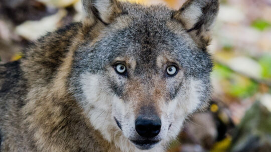 Über wolfsabweisende Herdenschutzmaßnahmen informiert das Koordinationszentrum Luchs und Wolf (Kluwo) demnächst in einer Online- Über wolfsabweisende Herdenschutzmaßnahmen informiert das Koordinationszentrum Luchs und Wolf (Kluwo) demnächst in einer Online-