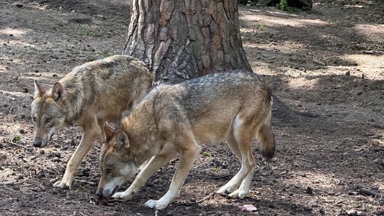 Drei Wölfe, darunter vermutlich zwei Jungtiere, waren an der Attacke auf eine Schafherde in Weitefeld beteiligt (Symbolbild) Drei Wölfe, darunter vermutlich zwei Jungtiere, waren an der Attacke auf eine Schafherde in Weitefeld beteiligt (Symbolbild)