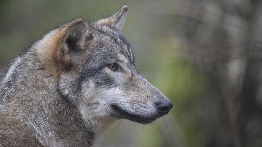 In der VG Altenahr ist Ende Januar ein Wolfsnachweis durch das Kluwo erfolgt. In der VG Altenahr ist Ende Januar ein Wolfsnachweis durch das Kluwo erfolgt.