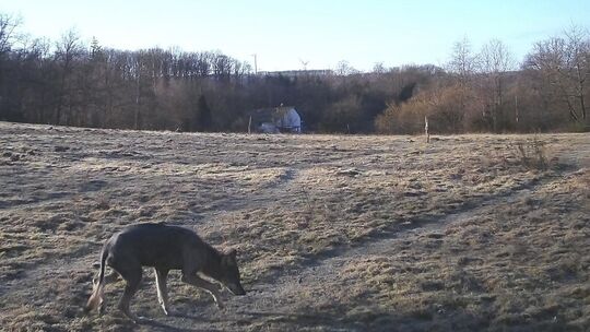 Ist ein räudiger Wolf im Raum Mittelhof unterwegs? Die Aufnahme einer Wildkamera legt das nahe. Ist ein räudiger Wolf im Raum Mittelhof unterwegs? Die Aufnahme einer Wildkamera legt das nahe.