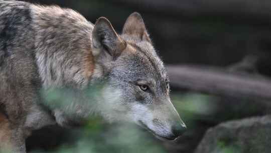 Der Westerwälder Wolfsrüde GW1896 könnte im Sauerland auf Partnersuche sein. Der Westerwälder Wolfsrüde GW1896 könnte im Sauerland auf Partnersuche sein.