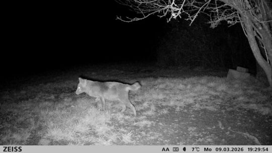 Der Goldschakal auf Wanderschaft in Hoppstädten Der Goldschakal auf Wanderschaft in Hoppstädten