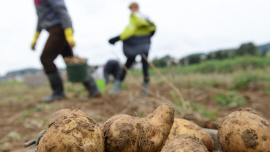 Aus der Landwirtschaft werden erneut Stimmen laut, den Mindestlohn für Saisonkräfte abzusenken. Eine neue Studie soll zeigen, da Aus der Landwirtschaft werden erneut Stimmen laut, den Mindestlohn für Saisonkräfte abzusenken. Eine neue Studie soll zeigen, da