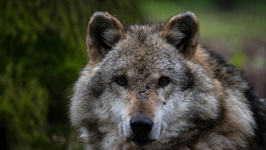Ein neuer Schadensfall mit einem toten Tier aus einer Damwildherde in Emmerzhausen wird untersucht. War es wieder ein Wolf? Ein neuer Schadensfall mit einem toten Tier aus einer Damwildherde in Emmerzhausen wird untersucht. War es wieder ein Wolf?