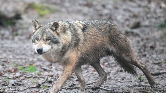 Drei Schafe wurden auf einer Weide in Mammelzen getötet. War ein Wolf der Angreifer? (Symbolbild) Drei Schafe wurden auf einer Weide in Mammelzen getötet. War ein Wolf der Angreifer? (Symbolbild)