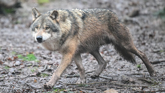 Auf ihren Streifzügen bleiben Wölfe meist unbemerkt. Aber nicht immer. Auf ihren Streifzügen bleiben Wölfe meist unbemerkt. Aber nicht immer.