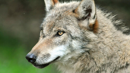 Wie steht der Nabu Altenkirchen zum Streitthema Wolf (Symbolbild)? Wir haben mit Jutta Seifert und Harry Sigg vom Vorstandsteam Wie steht der Nabu Altenkirchen zum Streitthema Wolf (Symbolbild)? Wir haben mit Jutta Seifert und Harry Sigg vom Vorstandsteam