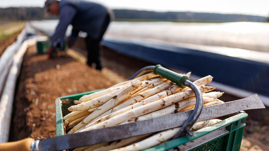 Der Mindestlohn gefährdet die Konkurrenzfähigkeit der Gemüse- und Obstbauern in Rheinland-Pfalz, sagt der Bauern- und Winzerverb Der Mindestlohn gefährdet die Konkurrenzfähigkeit der Gemüse- und Obstbauern in Rheinland-Pfalz, sagt der Bauern- und Winzerverb