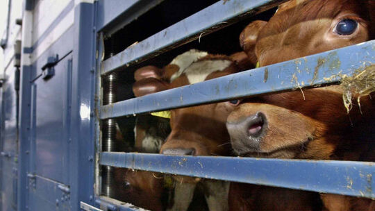 Aus dem Archiv: Kälber werden auf einem Lkw transportiert. Aus dem Archiv: Kälber werden auf einem Lkw transportiert.