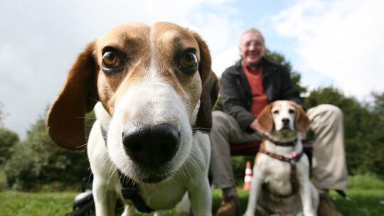 Beagles gelten als ruhige, freundliche Hunde, weshalb sie laut Deutschen Tierschutzbund gern bei Tierversuchen verwendet werden. Beagles gelten als ruhige, freundliche Hunde, weshalb sie laut Deutschen Tierschutzbund gern bei Tierversuchen verwendet werden.