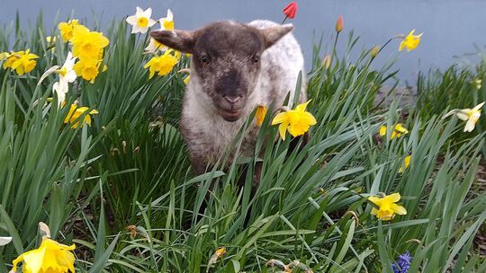 Glücklich in einem Meer aus gelben Narzissen: So hat Hans Werner Ostern gefeiert. Glücklich in einem Meer aus gelben Narzissen: So hat Hans Werner Ostern gefeiert.