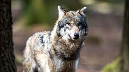 Bislang sind vier Wolfsrudel im Westerwald bekannt. Bislang sind vier Wolfsrudel im Westerwald bekannt.