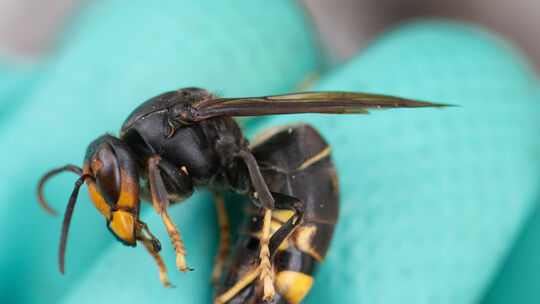 Die Asiatische Hornisse baut im Frühjahr neue Nester. Da erscheinen Fallen verlockend, die gezielt die Königinnen abfangen. Ein Die Asiatische Hornisse baut im Frühjahr neue Nester. Da erscheinen Fallen verlockend, die gezielt die Königinnen abfangen. Ein
