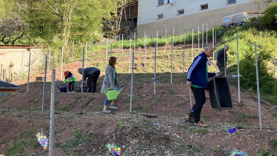 Gemeinsam mit den Schülern der Grundschule Heimbach werden die Reben auf dem neuen Heimbacher Weinberg angepflanzt. Gemeinsam mit den Schülern der Grundschule Heimbach werden die Reben auf dem neuen Heimbacher Weinberg angepflanzt.