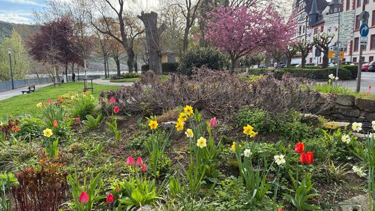 Im Frühling blüht die Natur auf und strahlt in dem unterschiedlichsten Farben. So wie hier am Bopparder Rheinufer. Im Frühling blüht die Natur auf und strahlt in dem unterschiedlichsten Farben. So wie hier am Bopparder Rheinufer.