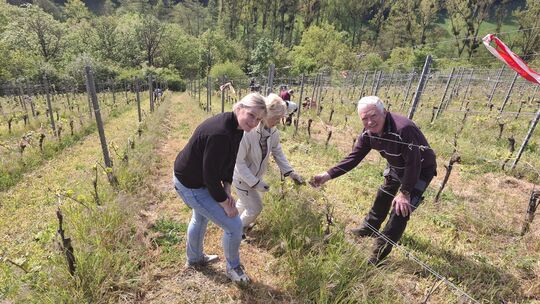 Arbeiten im Steilhang: (von links) Gerlinde Klas, Gabriele Heinrich und Bernhard Hoffmann. Klas ist neu in dem Projekt "Winzer f Arbeiten im Steilhang: (von links) Gerlinde Klas, Gabriele Heinrich und Bernhard Hoffmann. Klas ist neu in dem Projekt "Winzer f